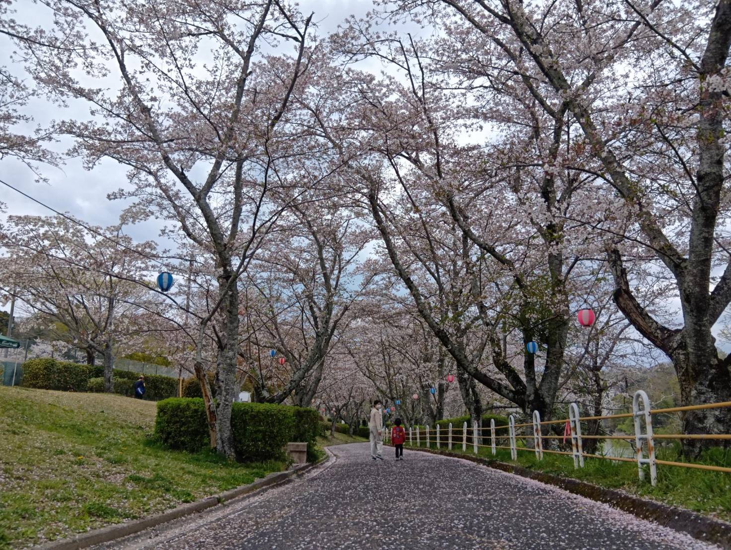 豊田市桜まつりが開催されました！！